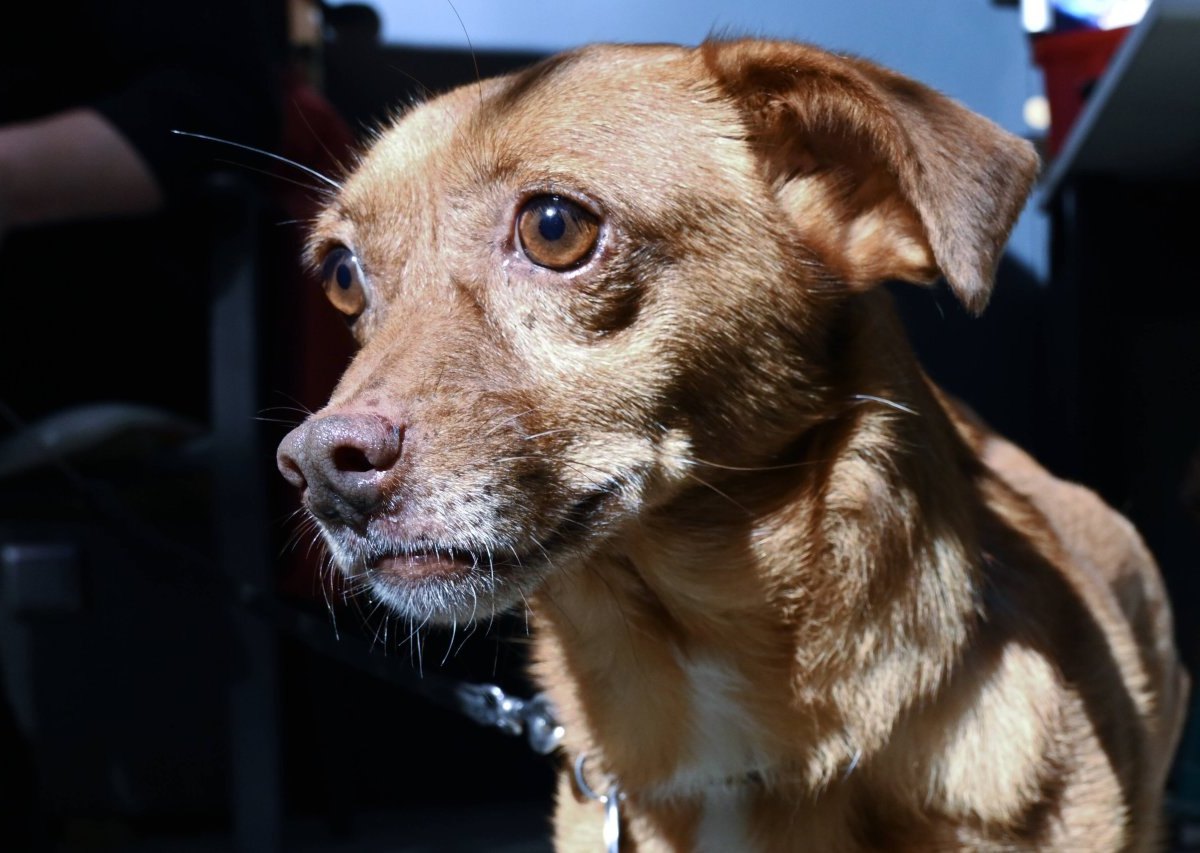 a4 thüringen hund.jpg