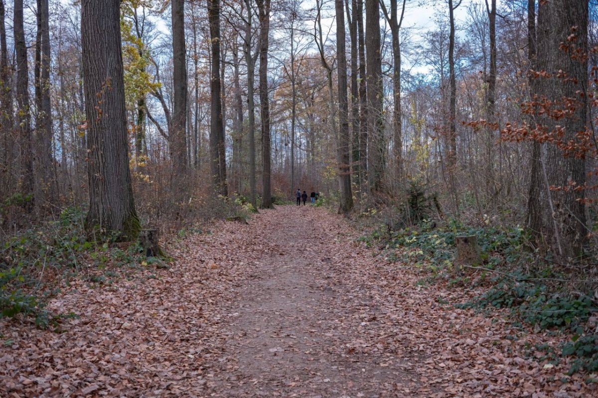 altenburg wald.jpg