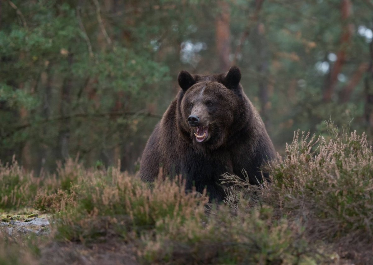 apolda bär.jpg