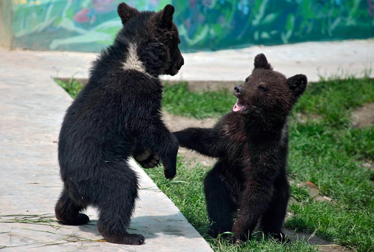 Niedlicher Bärennachwuchs im Zoo – ein Anblick, den die Menschen in den Wäldern um Apolda nicht so bald erleben dürften. (Symbolbild)