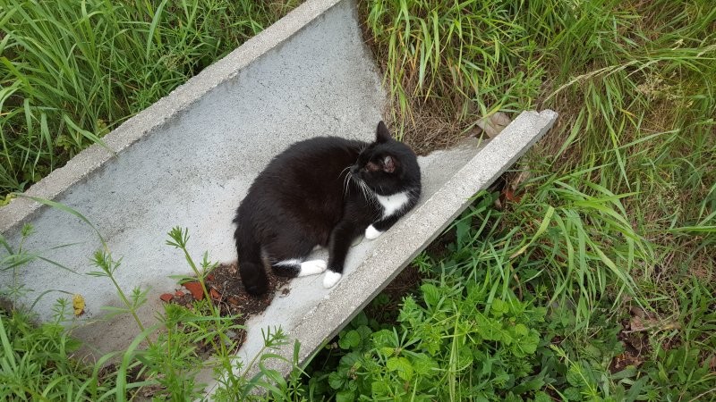 Thüringen: Kater Barney konnte sich in letzter Sekunde losreißen. 