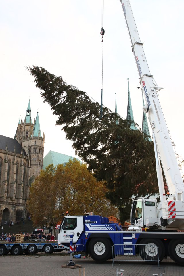 baum-weihnachtsmarkt-erfurt-rupfi