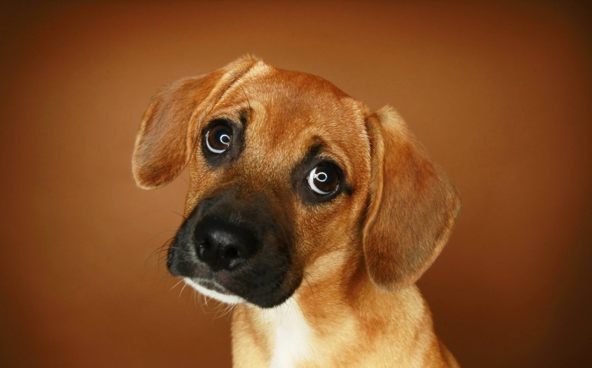 beagle mix harz bijou vermisst