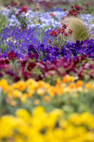 Blumen, Blumen, Blumen: Pflanzenfreunde kommen bei der Buga in Erfurt auf ihre Kosten. 