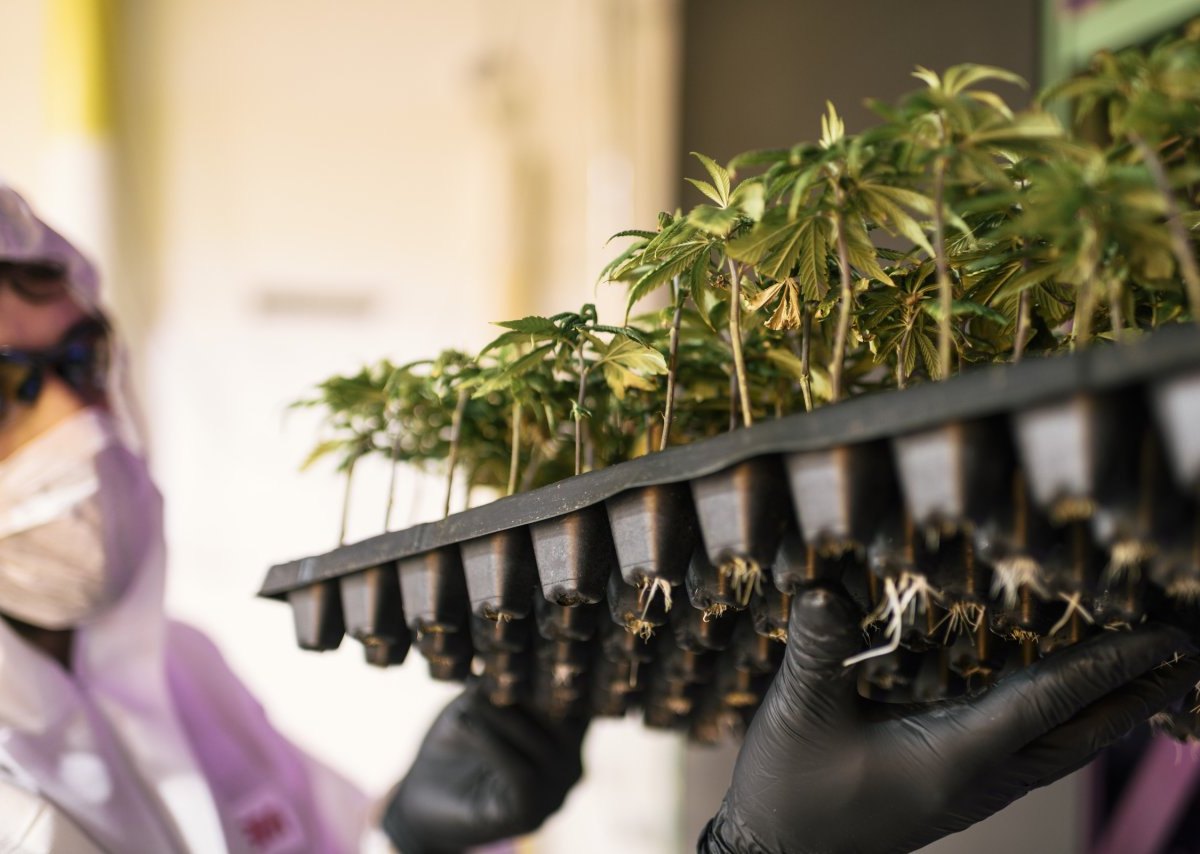 cannabis.jpg