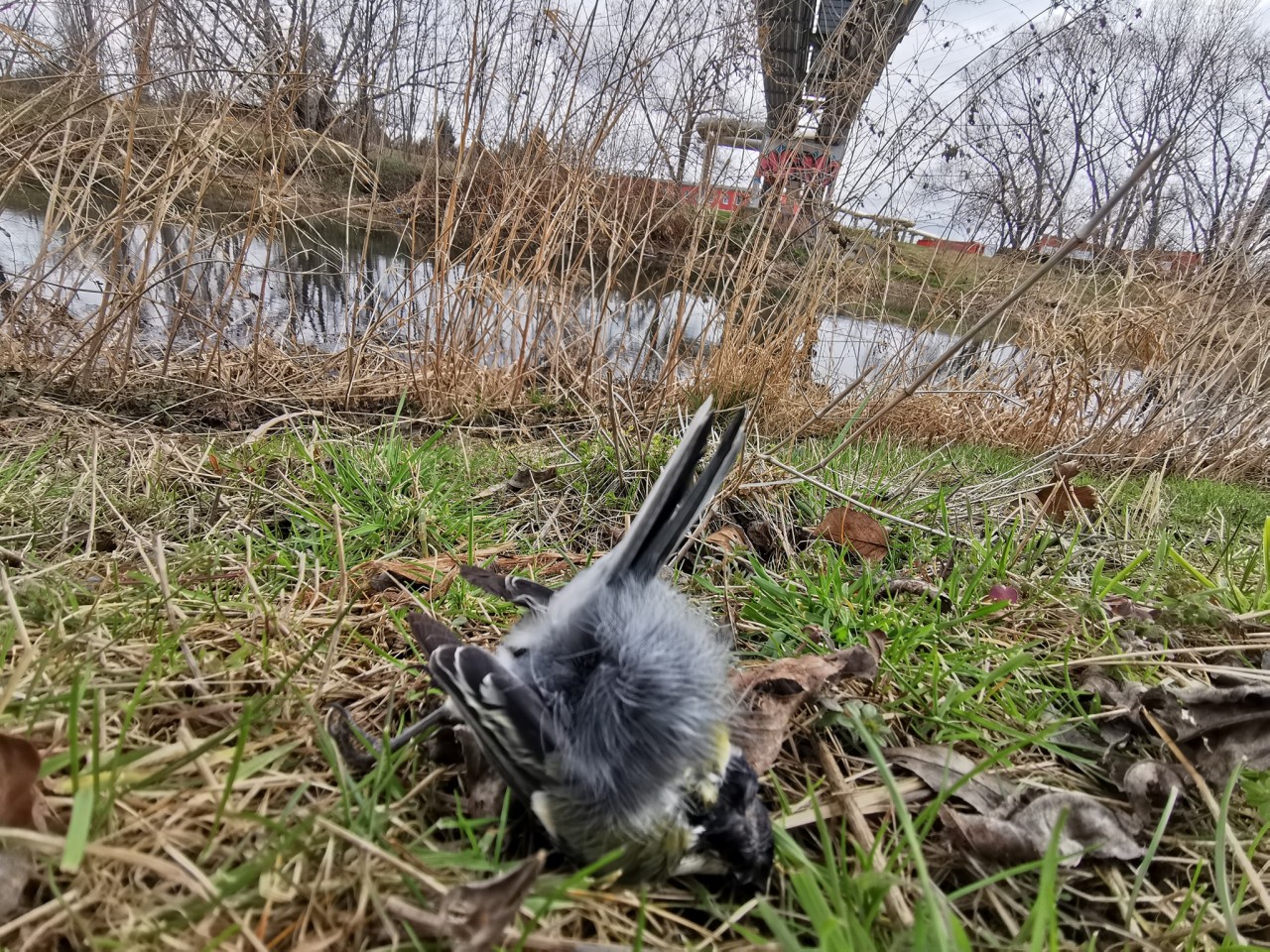 Erfurt: Ein Vogel ist an der Brücke am Kiliani-Park gestorben.