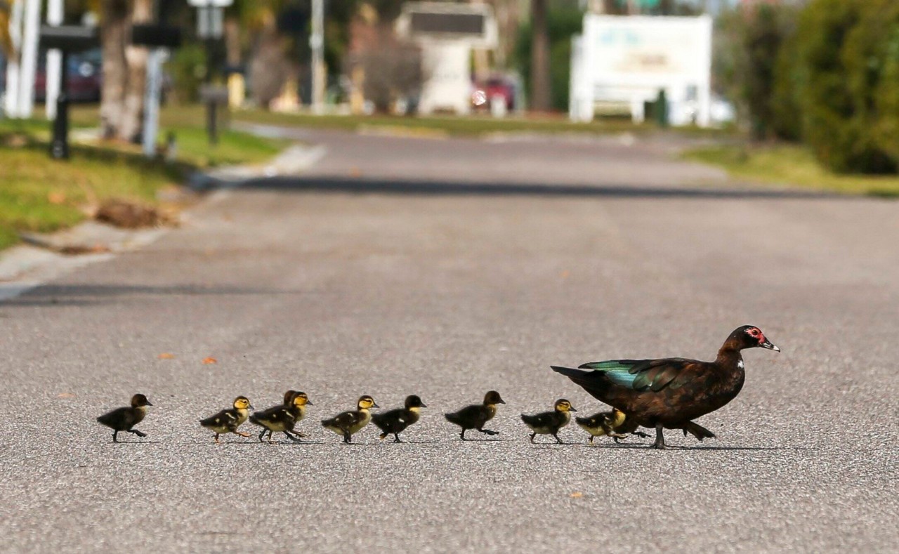 Erfurt: Eine Entenfamilie mitten auf der Straße (Symbolbild) 