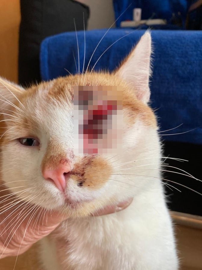 erfurt kater katze freddy