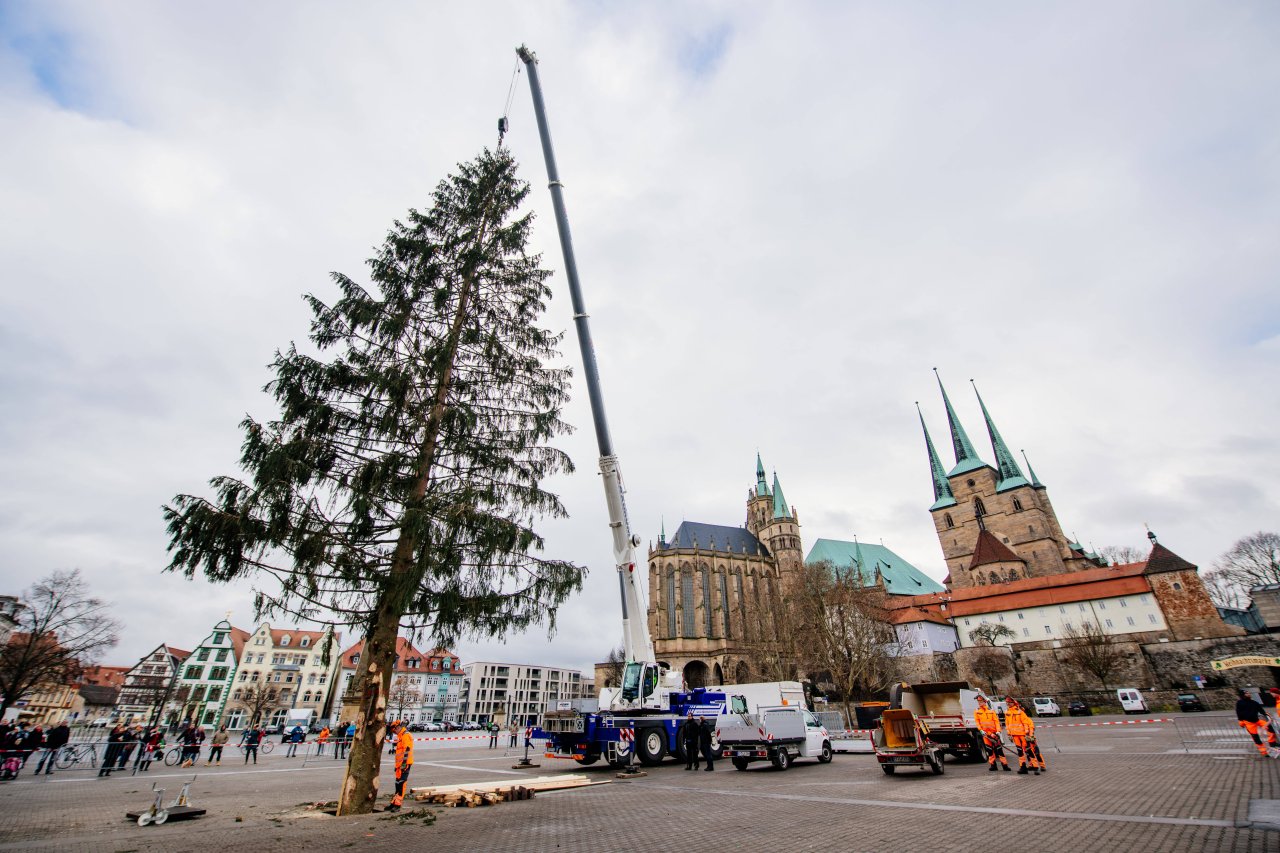 Erfurt Stadt stellt Weihnachtsbaum am Domplatz auf Rupfi 3.0