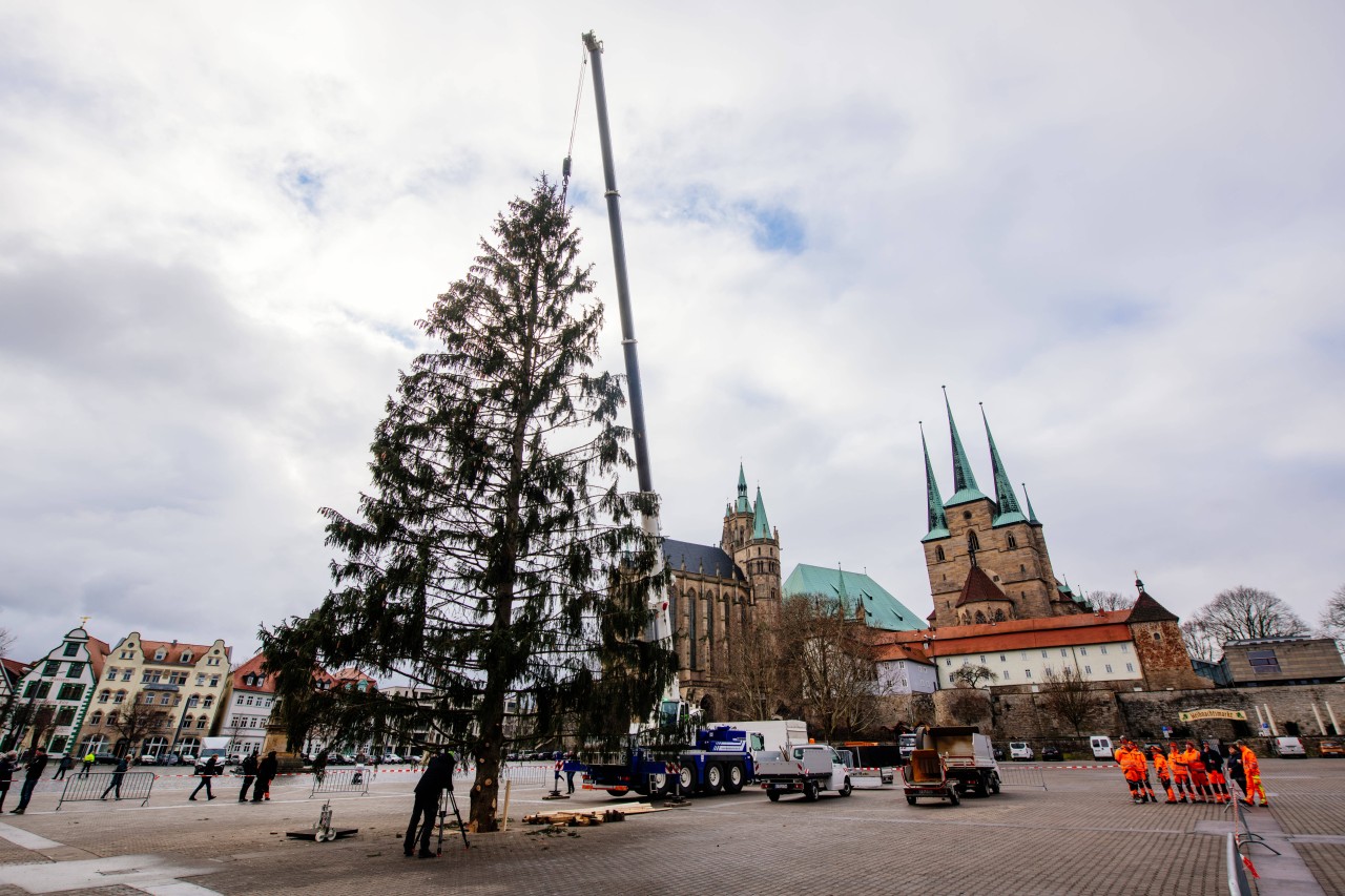 Erfurt: 2018 schlossen die Besucher des Weihnachtsmarkts Fichte „Rupfi“ schnell ins Herz.