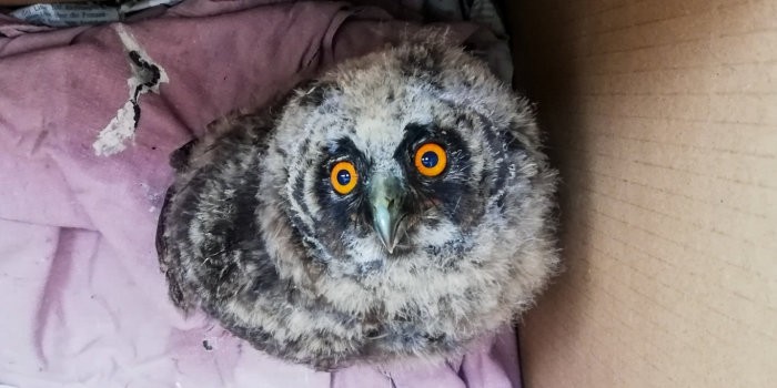 Diese junge Waldohreule wurde von Mitarbeitern des Umweltamtes in Erfurt gerettet.