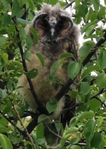 Mehrere Eulen sitzen auf im Borntal auf dem Baum.