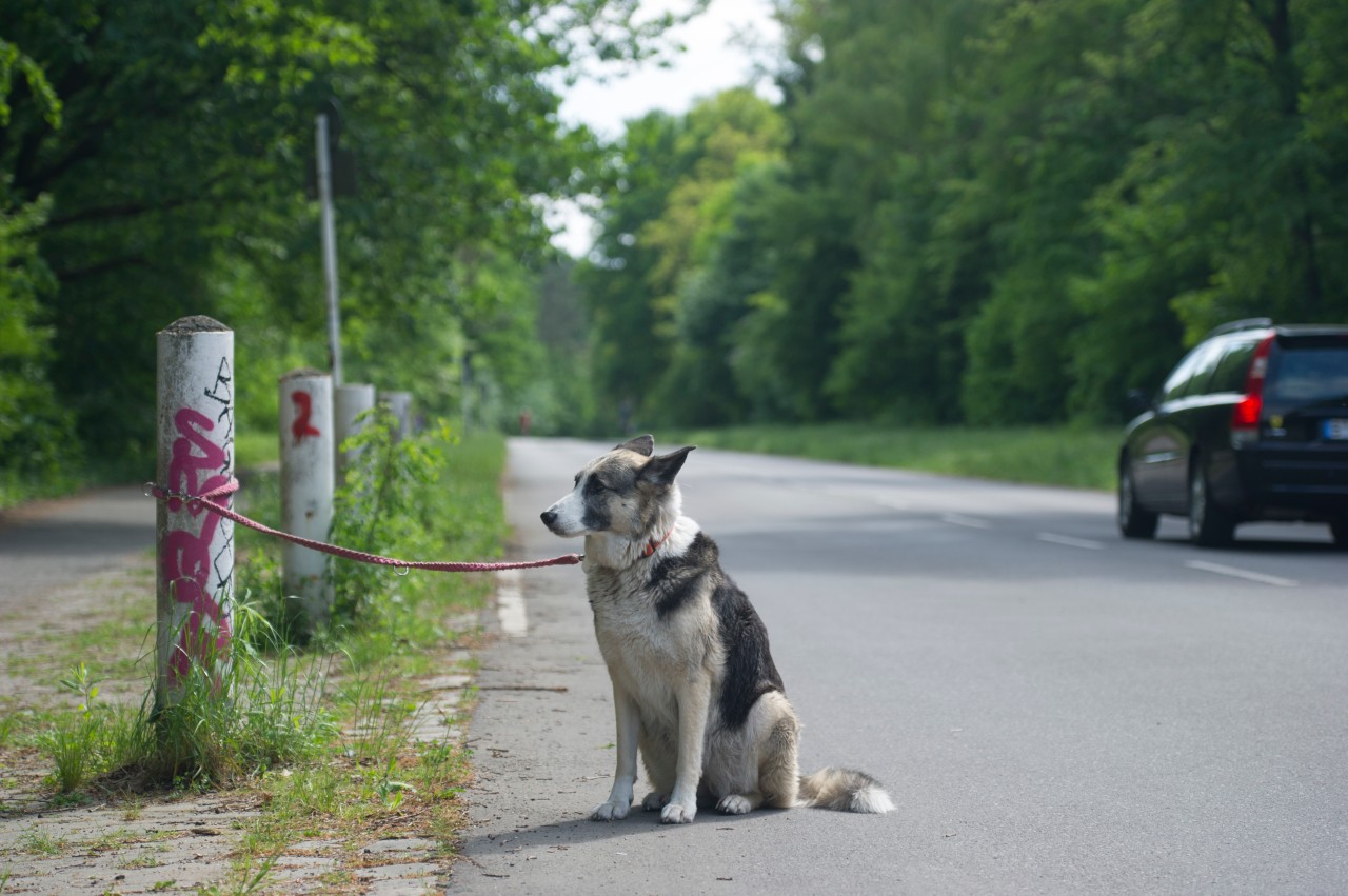 Tierheim in Nordhausen: Viele Hunde-Besitzer wollen ihre Vierbeiner im Urlaub nicht mehr haben. (Symbolbild)