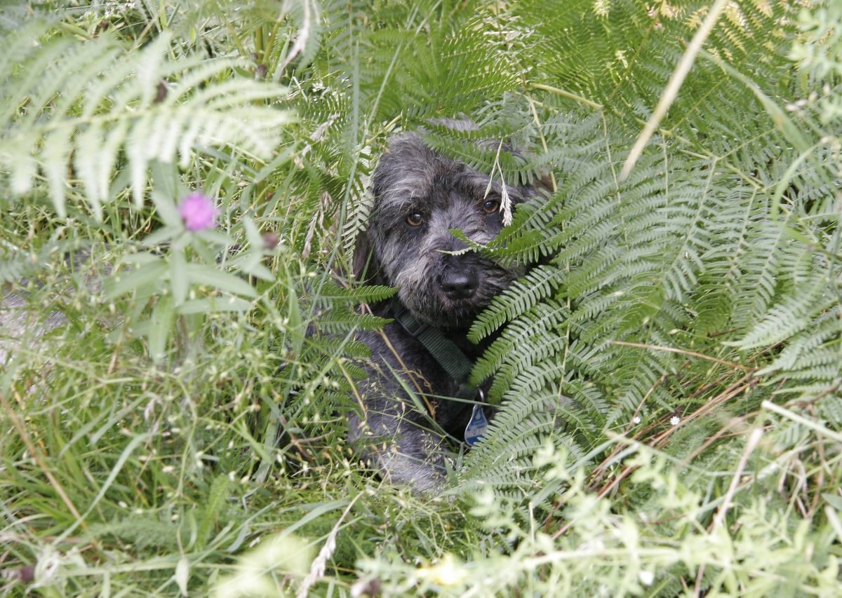 hund hat angst.jpg