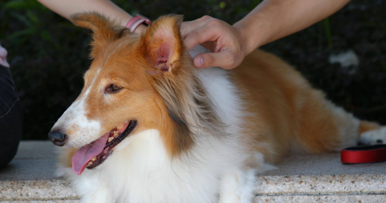 Hund in Apolda: Ein Collie wurde zum Opfer von „Rex“.