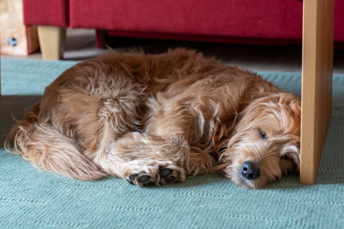 hund in thüringen.jpg