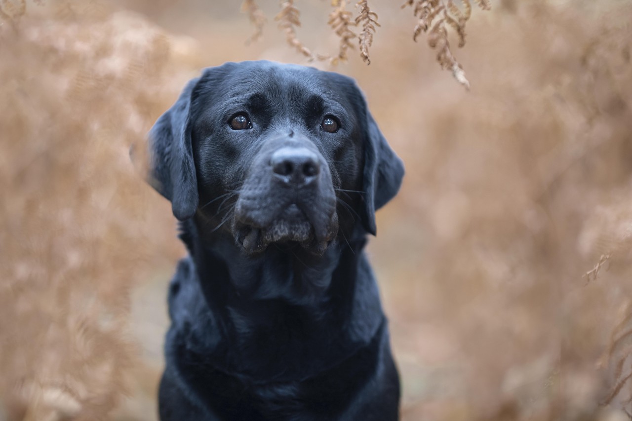 Ein Mann aus Thüringen hat seinen toten Hund einfach entsorgt. (Symbolbild)