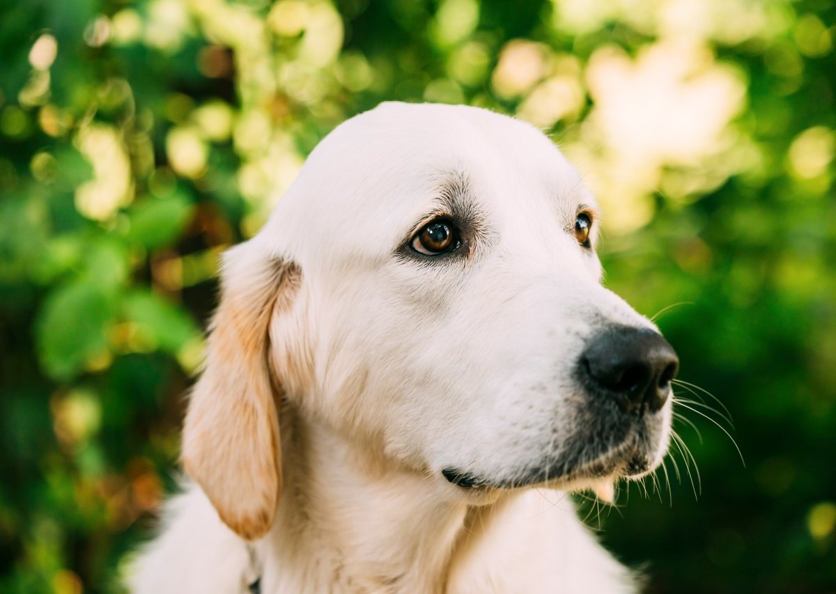 hund thüringen.jpg