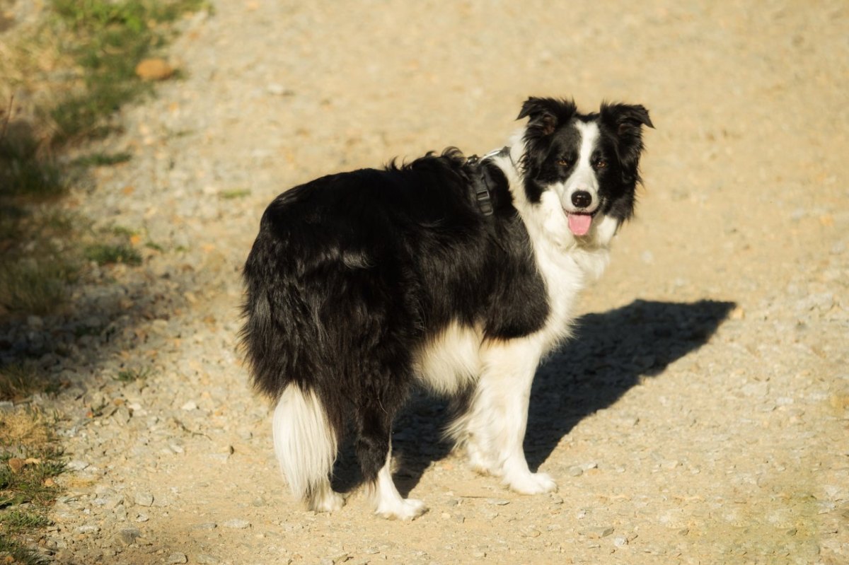 hund thürinjgen.jpg