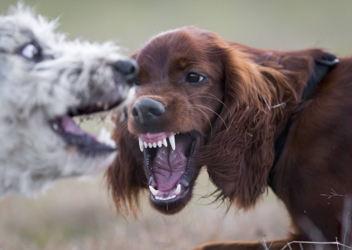 hunde-streit.jpg