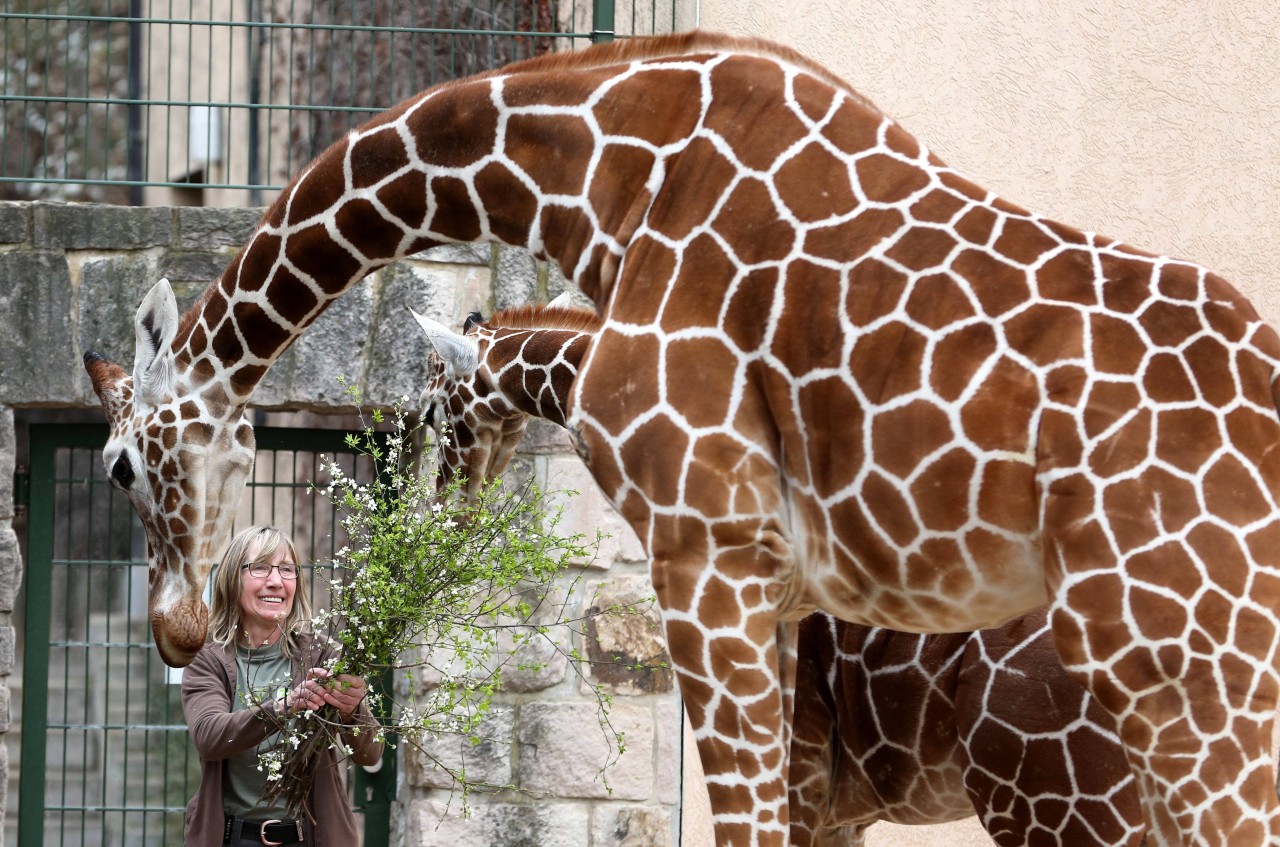 Der Zoo Erfurt gibt seine beiden Giraffenkühe Dhakija und Mayla nur schweren Herzens ab.