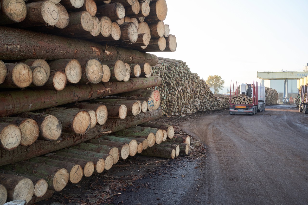 Trockenheit und Borkenkäfer sorgen für viel Schadholz und sind unter anderem für das Sterben des Waldes verantwortlich. (Symbolbild)