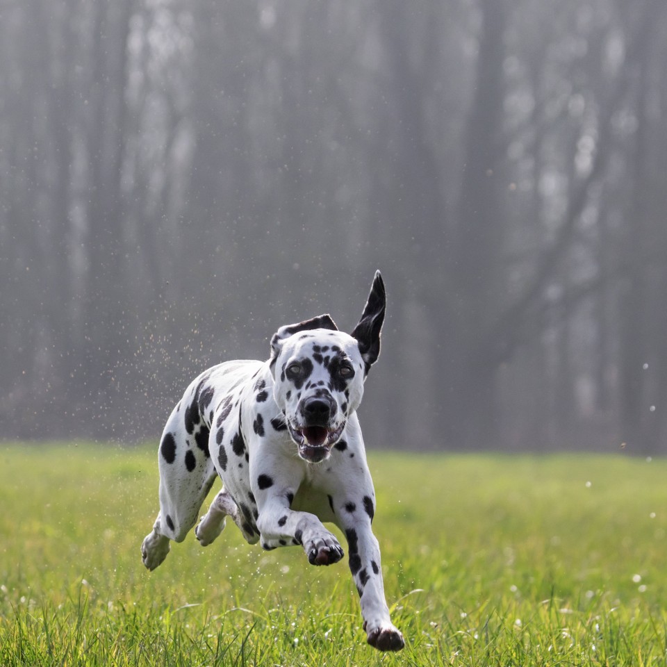 Ein Hund hat in Jena einen anderen Vierbeiner sowie sein Frauchen angegriffen. (Symbolbild)