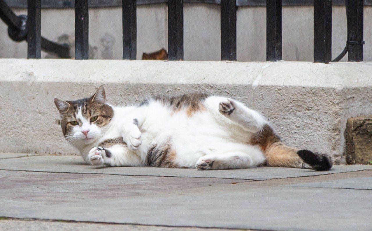 Deine Katze solltest du in Gera nicht unbeaufsichtigt herumstreunern lassen. (Symbolbild)