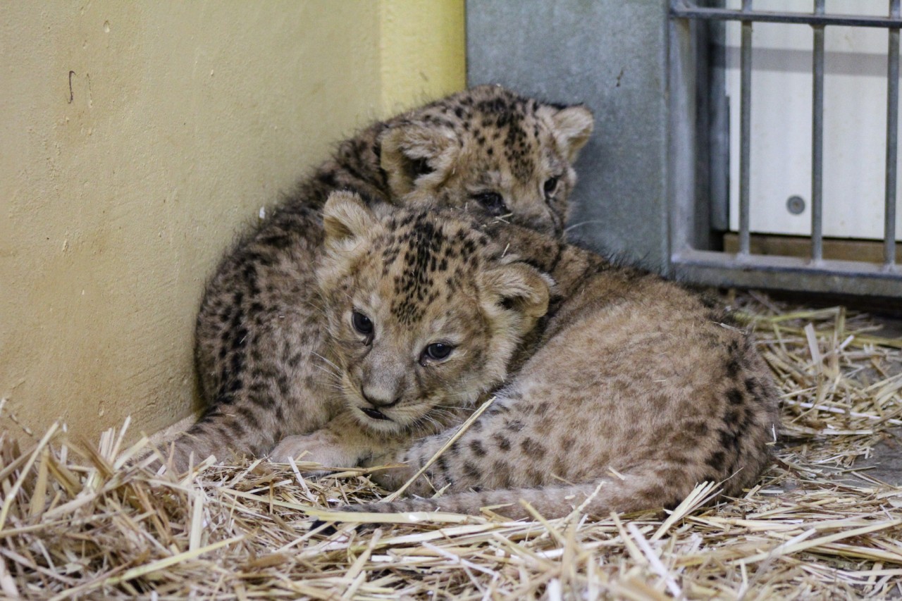 Die beiden Kinder von Löwin Bastet im Zoo Erfurt