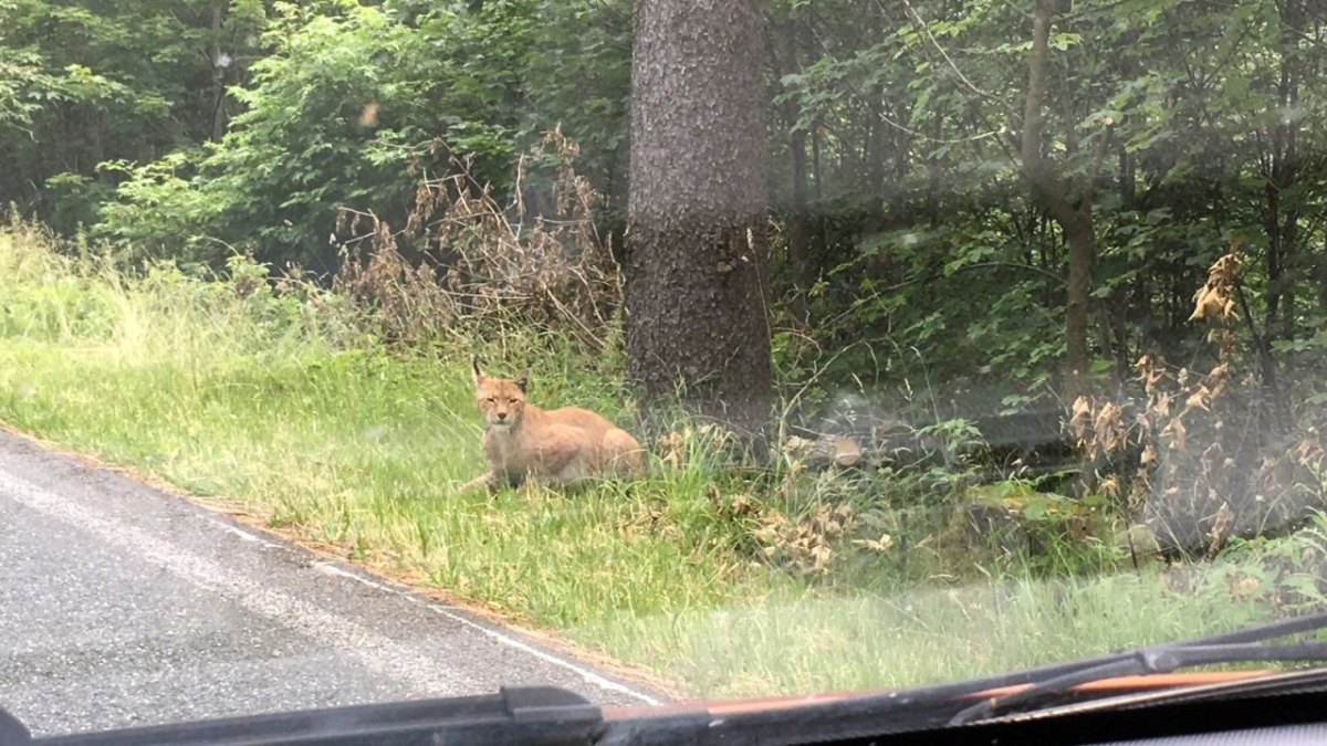 luchs thüringen aslan