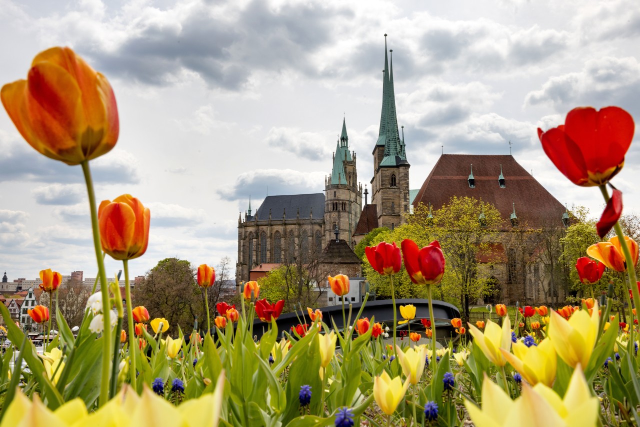 Erfurt: Am Petersberg geht es bald zur Abwechslung mal nicht um Blumen. (Archivbild)