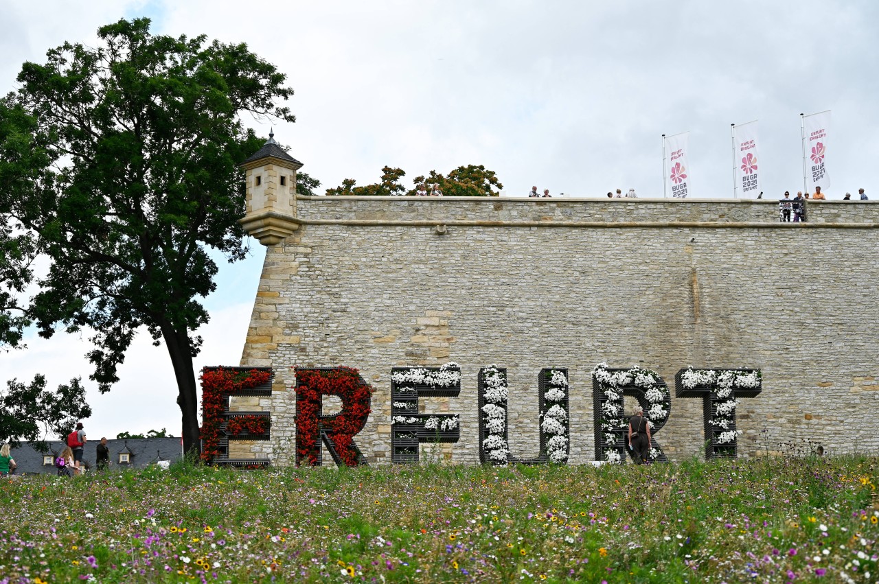 Erfurt muss die Blumenwiese am Petersberghang abmähen. 