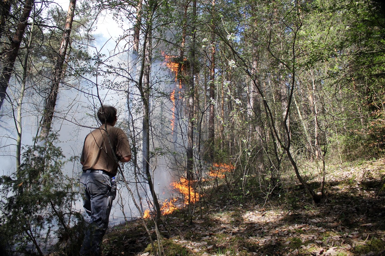 Flammen greifen in einem Wald bei Plaue um sich.