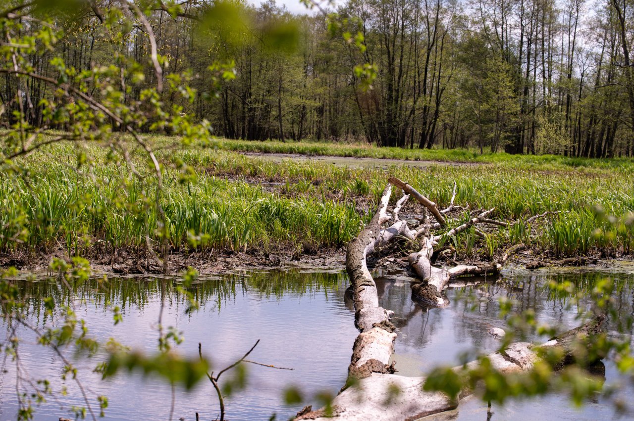 Weimarer Land Teich verliert Wasser Erstaunliches kommt zum