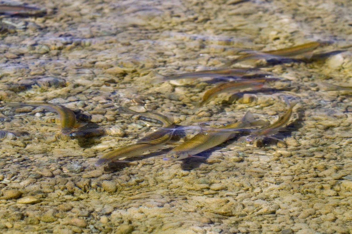 thüringen fische.jpg