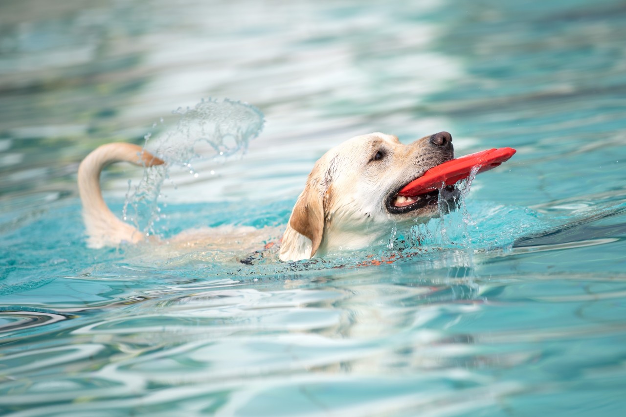 Thüringen: Das Freibad lädt zum Hundeschwimmen ein. (Symbolbild)