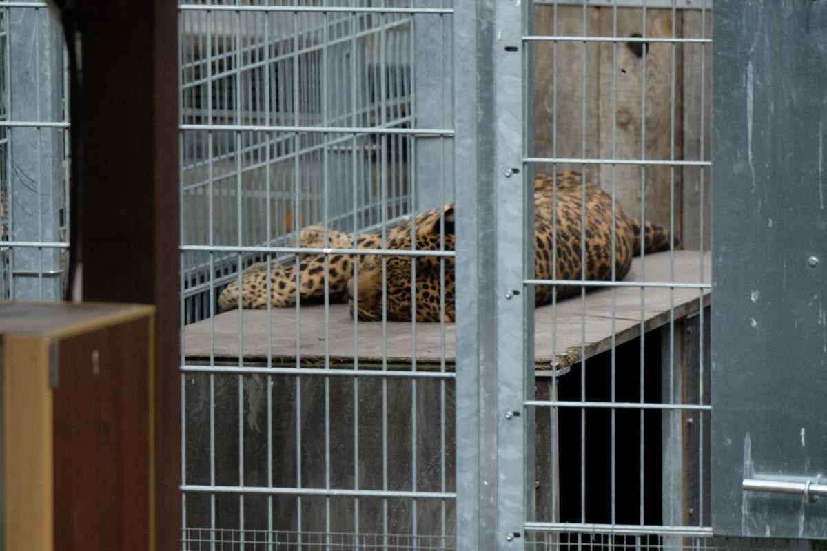 Ein Leopard hat eine Frau aus Thüringen verletzt. 