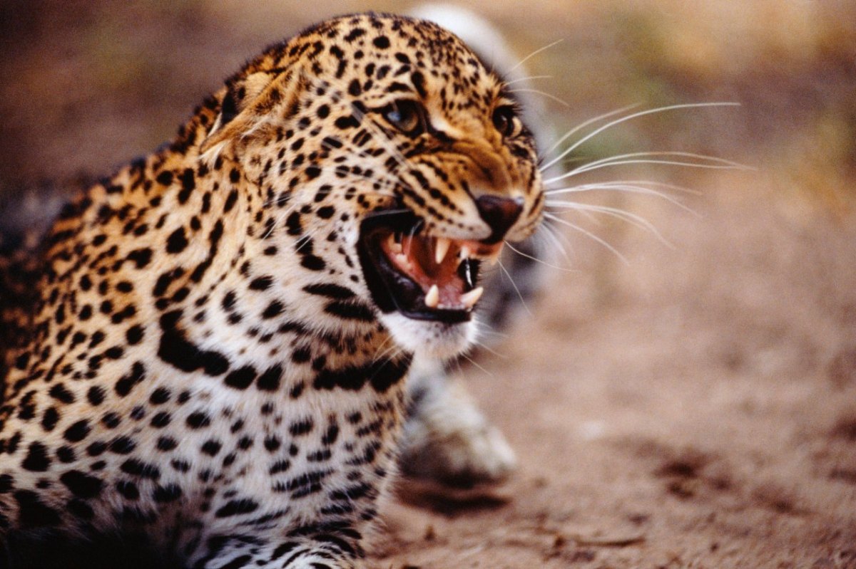 thüringen leopard.jpg
