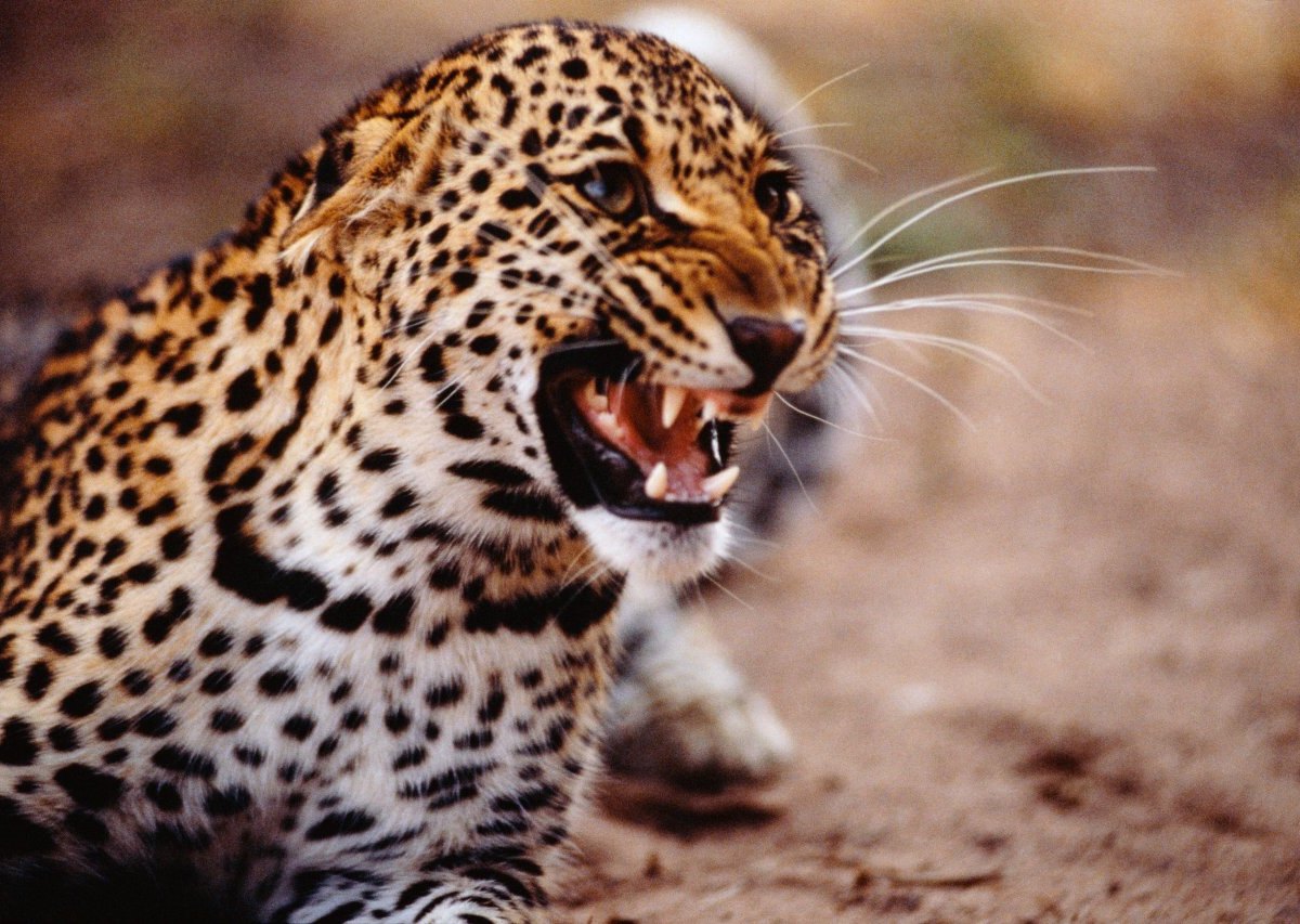 thüringen leopard.jpg