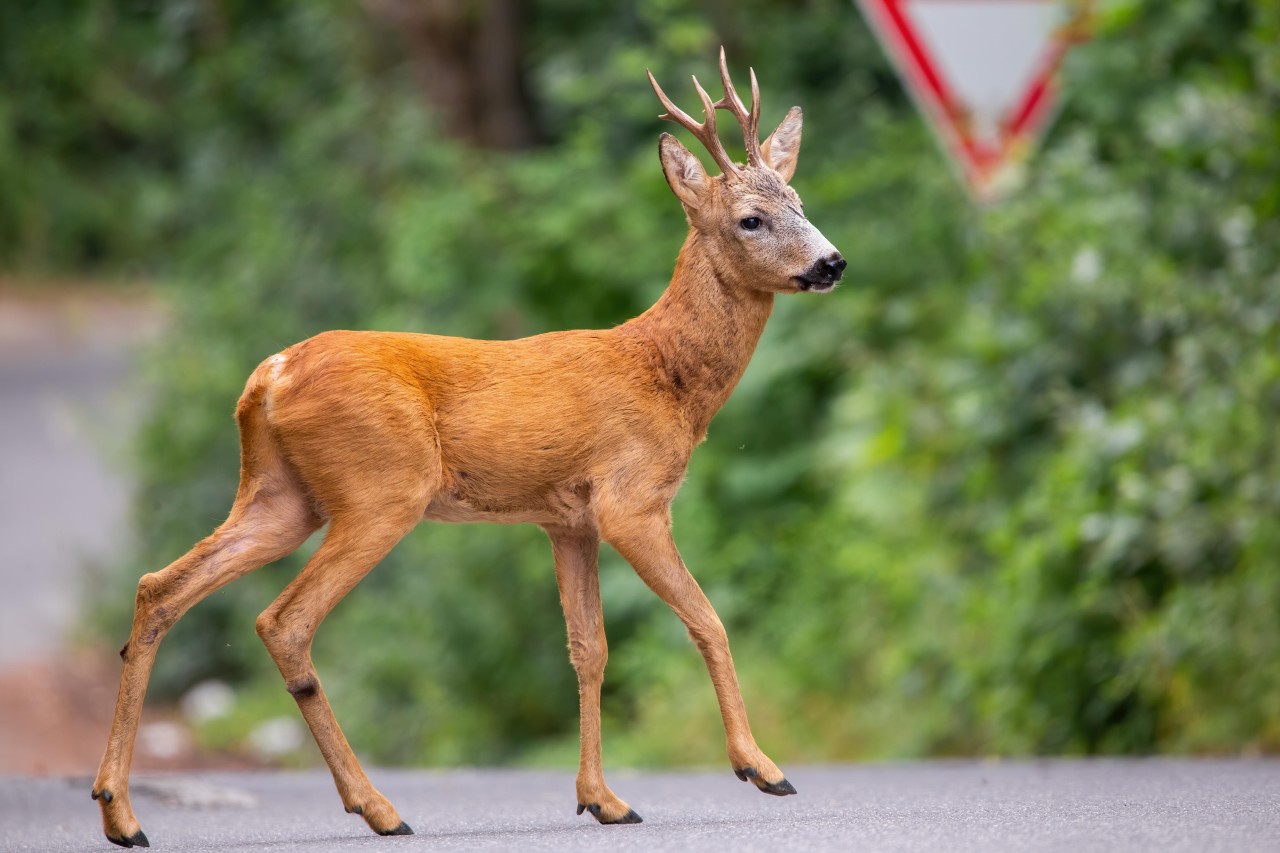 Thüringen: Wildtiere wie Rehe können plötzlich auf die Straße laufen. (Symbolbild)