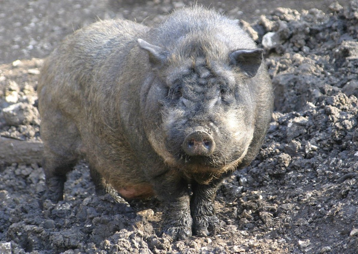 thüringen schwein.jpg