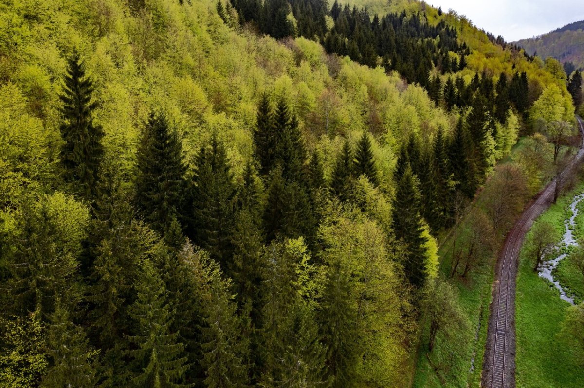 thüringen wald.jpg