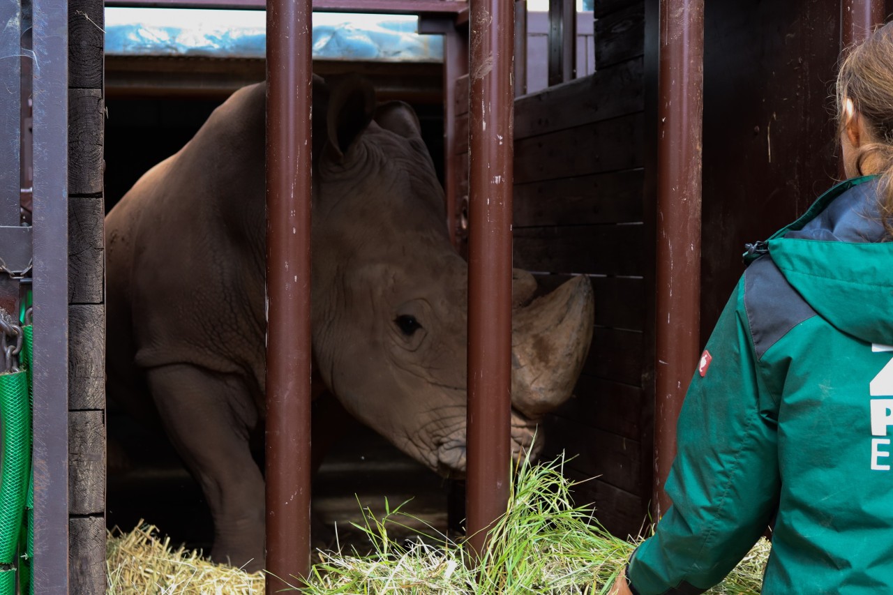 Nashorn Dino bekommt eine Ladung frisches Futter mit auf den Weg. 