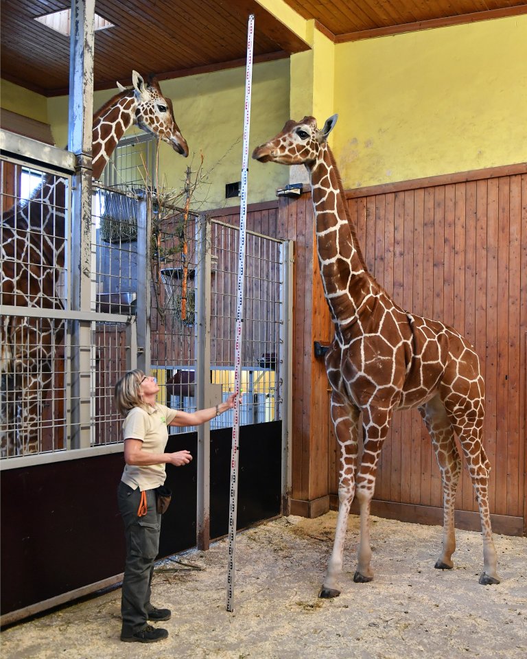 zoo erfurt giraffen