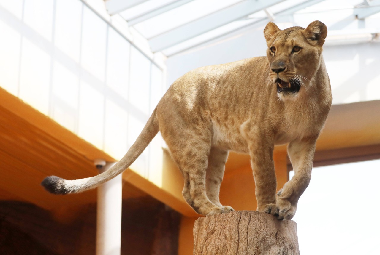 Die Löwen im Zoo Erfurt haben eine neue Nachbarin! (Archivbild)