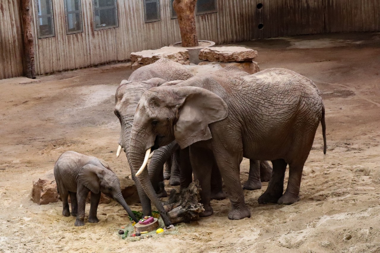 Mit einem Jahr schon ganz groß: Ayoka im Zoopark Erfurt. 