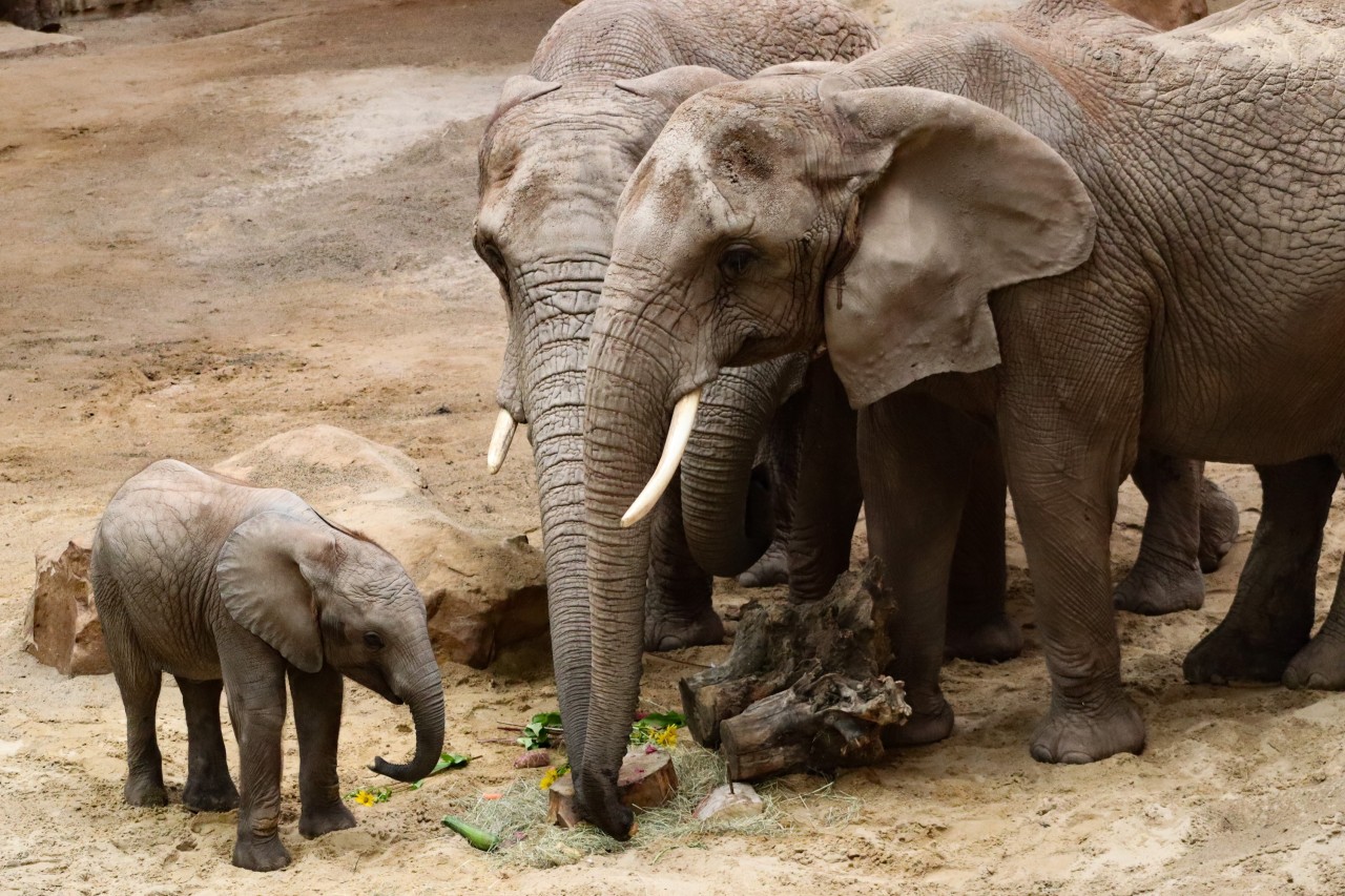 Zoopark Erfurt: Ayoka feiert Geburtstag. 