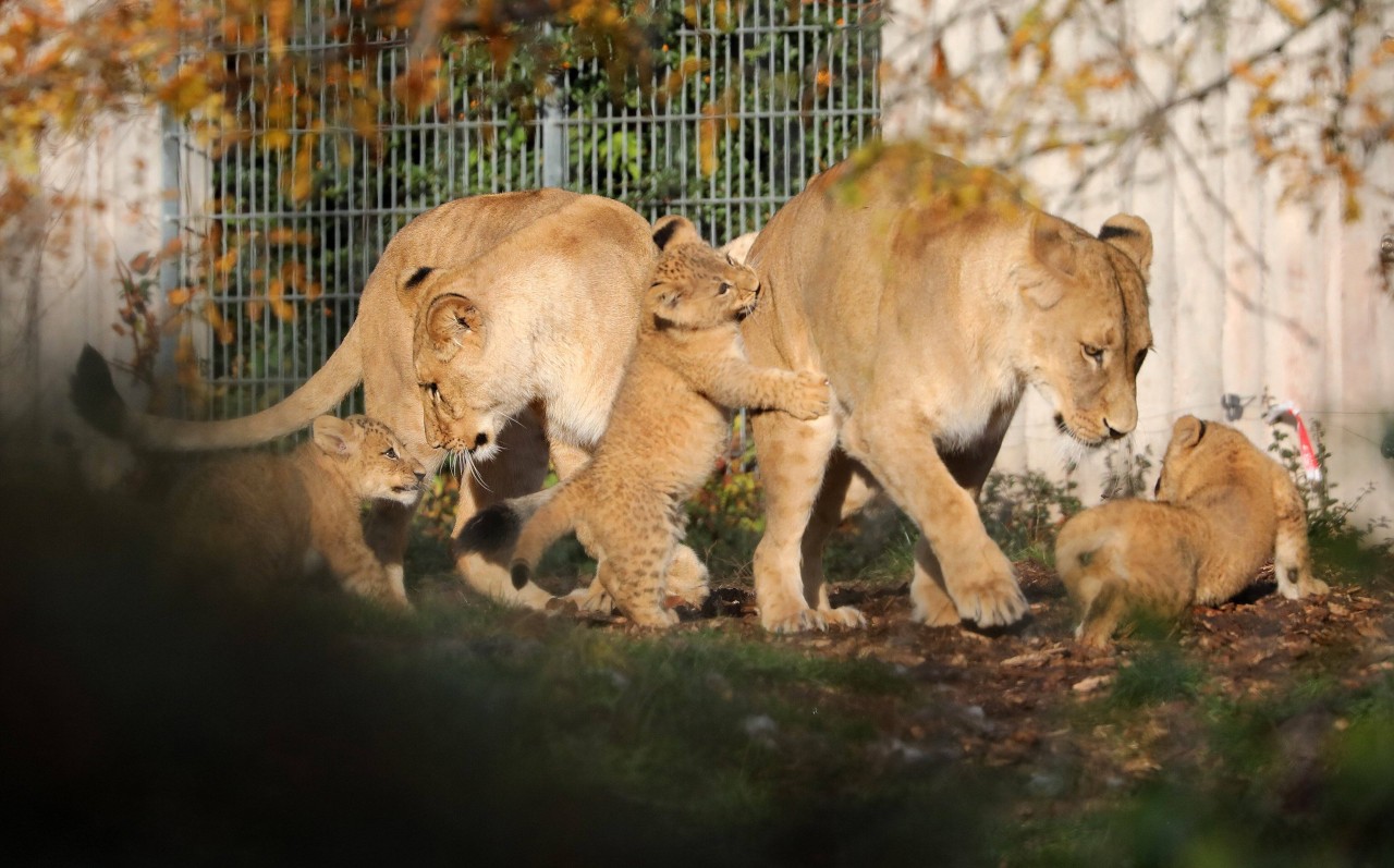 Zoopark Erfurt: Die Löwin Bastet mit ihren Löwenkindern Saba, Zuri und Jasiri und Schwester Latika. (Symbolbild)