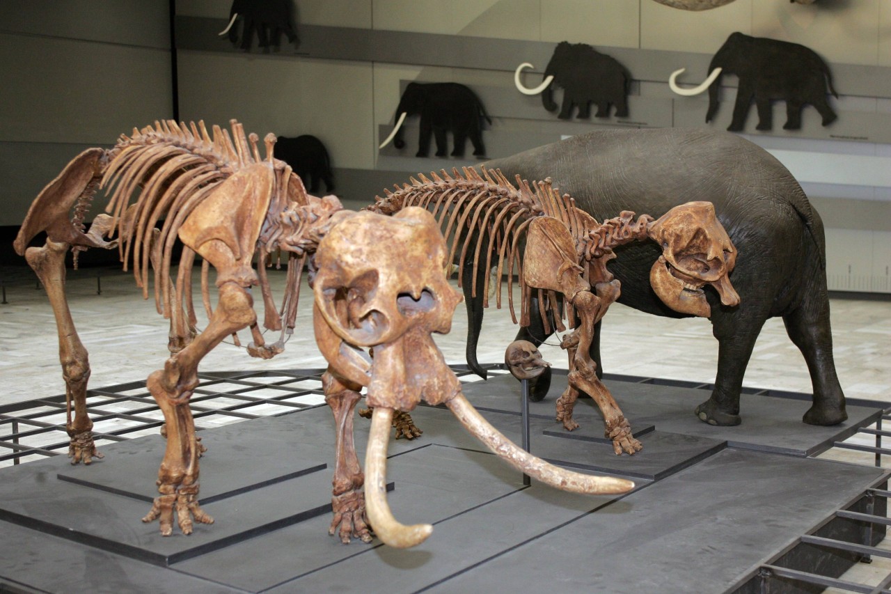 Zoopark Erfurt: Wer die Skelette von Zwergelefanten sehen will, kann den Wunsch unter anderem im Naturhistorischen Museum in Frankfurt verwirklichen. 