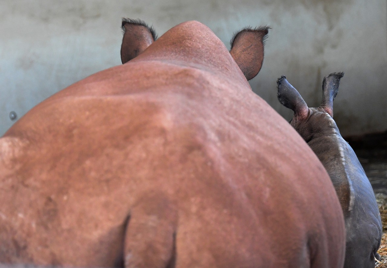 Tolle Nachrichten aus dem Zoopark Erfurt: Die Mitarbeiter freuen sich auf einen neuen Bewohner bei den Nashörnern. (Symbolbild)